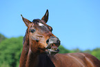 warmblood portrait