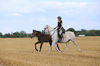 warmbloods