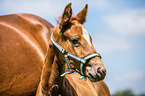 warmblood foal