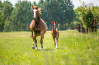 2 warmbloods