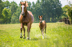 2 warmbloods