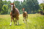 2 warmbloods