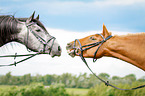2 horses