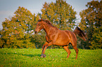 galloping warmblood