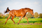 trotting warmblood