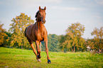 galloping warmblood