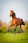 galloping warmblood