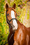 warmblood portrait