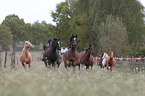 herds of horses