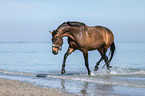trotting warmblood