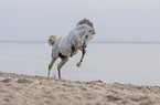 galloping warmblood