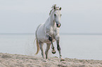 galloping warmblood