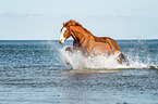 galloping warmblood