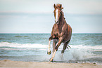 galloping warmblood