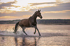 galloping warmblood