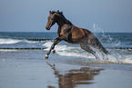 galloping warmblood