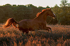 galloping warmblood