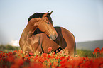 horse in the poppy field