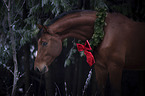 horse with christmas decoration