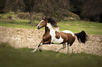 running horse