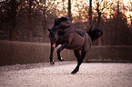 running Warmblood Horse