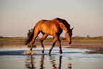 trotting Warmblood