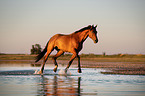 trotting Warmblood
