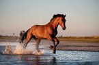 galloping Warmblood