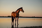 standing Warmblood