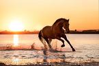 galloping Warmblood