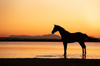 standing Warmblood