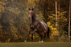 running Warmblood Horse