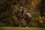 running Warmblood Horse