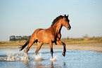 galloping Warmblood