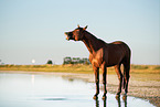 standing Warmblood