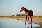 standing Warmblood