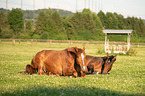 lying Warmblood Horse