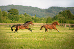 running Warmblood Horse
