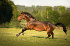 running Warmblood Horse