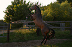 rising Warmblood Horse