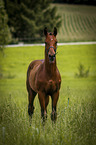 standing Warmblood foal