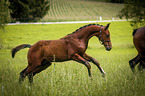 galloping Warmblood foal