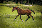 running Warmblood foal