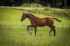 running Warmblood foal