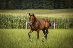 running Warmblood foal