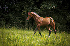 walking Warmblood foal