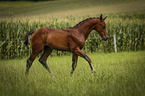 running Warmblood foal