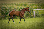 walking Warmblood foal