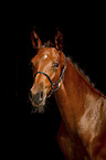 Warmblood foal portrait