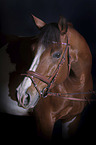 Warmblood portrait
